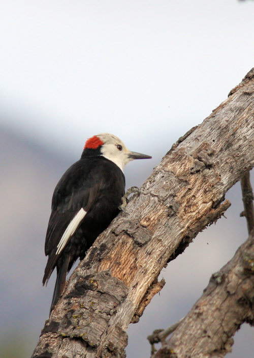 White-headed Woodpecker